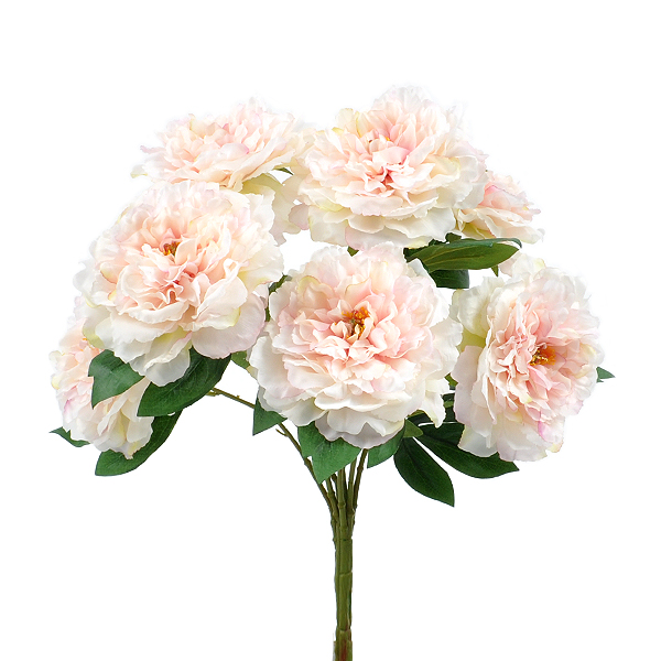 куст пиона "шик" (кремово-розовый): купить по цене с доставкой по всей ...