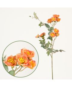 роза кустовая (светло-оранжевый), Цвет: светло-оранжевый