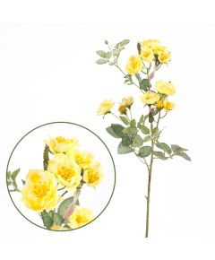 роза кустовая (жёлтый), Цвет: жёлтый