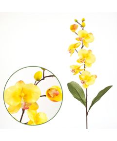 орхидея фаленопсис "спринг" (жёлтый), Цвет: жёлтый