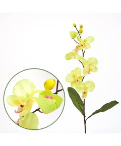 орхидея фаленопсис "спринг" (светло-зелёный), Цвет: светло-зелёный