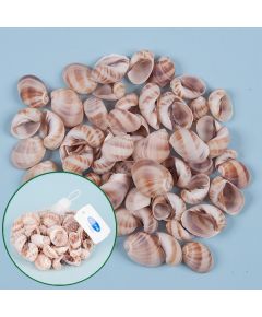 2902 ракушки декоративные сейшелы (100 г)