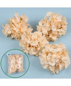 соцветие гортензии (абрикосовый), Цвет: абрикосовый