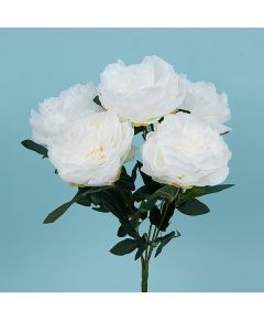 куст пионов "изысканная простота" (белый), Цвет: белый