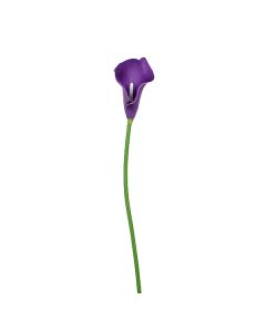 калла "мини" (фиолетовый), Цвет: фиолетовый