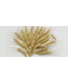 СПШ10 Соцветие пшеницы премиум 50г (30-35 шт), Цвет: натуральный