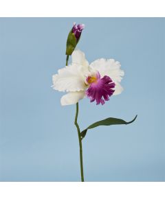 орхидея катлея (белый), Цвет: белый