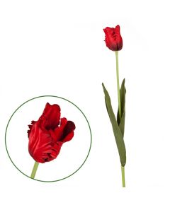 тюльпан "попугай" (красный), Цвет: красный