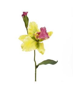орхидея катлея (зелёный), Цвет: зелёный