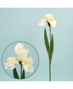 ирис садовый (кремовый), Цвет: кремовый