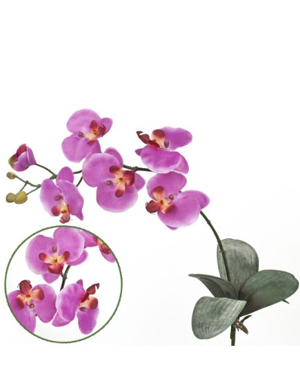 орхидея фаленопсис (фиолетовый), Цвет: фиолетовый