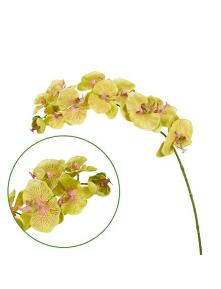 орхидея фаленопсис "максима" (зелёный), Цвет: зелёный