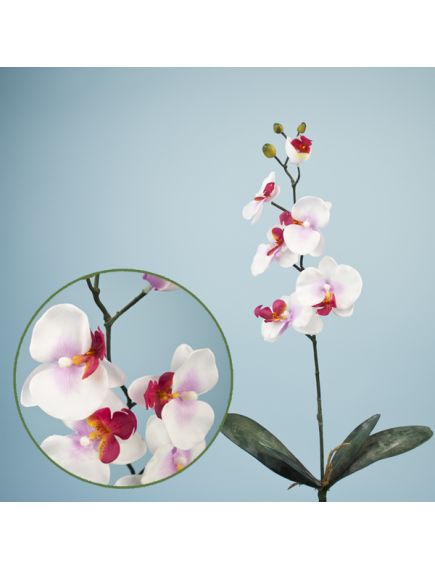 орхидея фаленопсис (белый), Цвет: белый