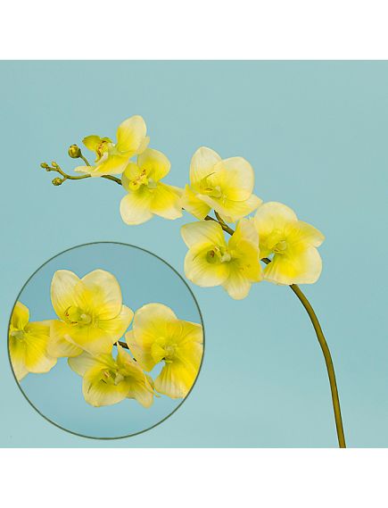 орхидея фаленопсис "natural touch" (жёлтый), Цвет: жёлтый
