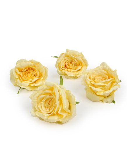 цветки крупной розы (жёлтый), Цвет: жёлтый