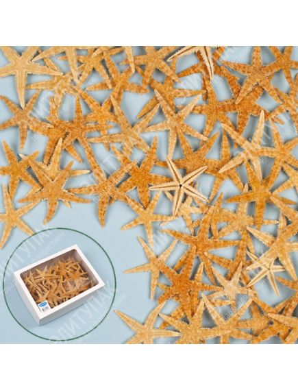 2831 морские звёзды натуральные 7-10 см (100 шт. в упак.)