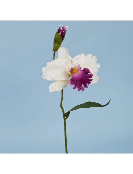 орхидея катлея (белый), Цвет: белый