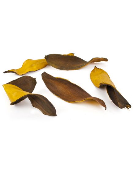 листья тиборна (жёлтый), Цвет: жёлтый
