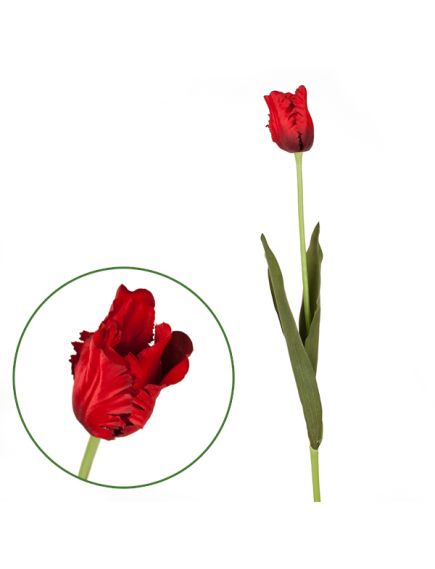 тюльпан "попугай" (красный), Цвет: красный