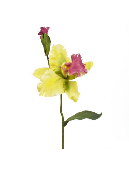 орхидея катлея (зелёный), Цвет: зелёный