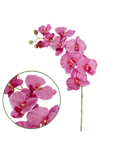 орхидея фаленопсис "максима" (тёмно-розовый), Цвет: тёмно-розовый