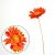 гербера (светло-оранжевый), Цвет: светло-оранжевый
