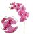 орхидея фаленопсис "максима" (тёмно-розовый), Цвет: тёмно-розовый